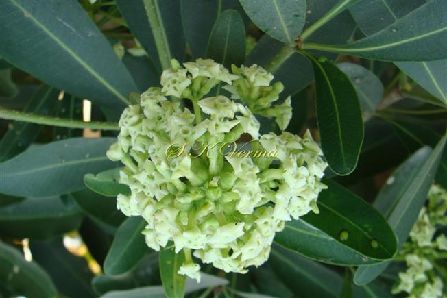  Inflorescence with flowers